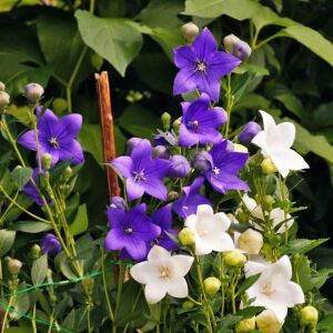 Platycodon tohumu balon çiçeği 3 renk karışım grandiflora