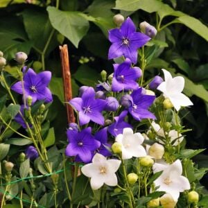 Platycodon tohumu balon çiçeği 3 renk karışım grandiflora