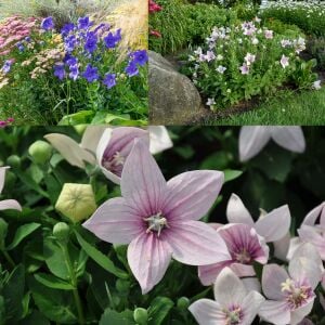 Platycodon tohumu balon çiçeği 3 renk karışım grandiflora