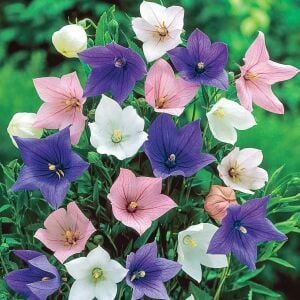 Platycodon tohumu balon çiçeği 3 renk karışım grandiflora