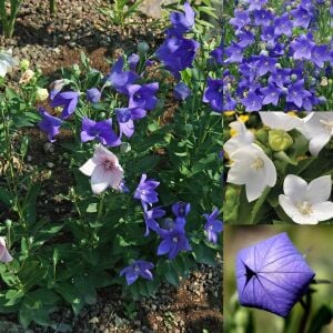 Platycodon tohumu balon çiçeği 3 renk karışım grandiflora