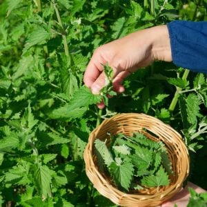 Şifalı melisa tohumu oğul otu lemon balm melissa officinalis