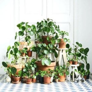 Pilea peperomioides Çin para bitkisi salon 14 cm saksıda