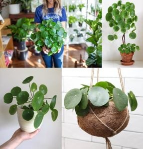Pilea peperomioides Çin para bitkisi salon 14 cm saksıda