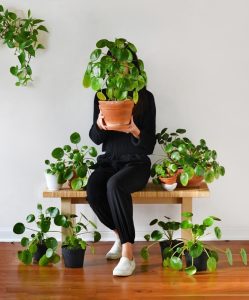 Pilea peperomioides Çin para bitkisi salon 14 cm saksıda