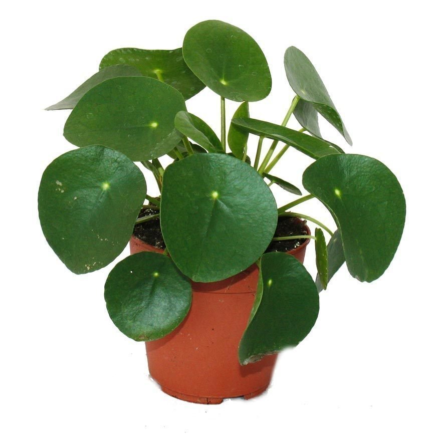 Pilea peperomioides Çin para bitkisi salon 14 cm saksıda