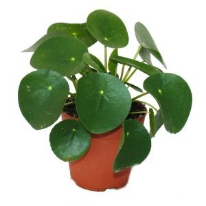 Pilea peperomioides Çin para bitkisi salon 14 cm saksıda