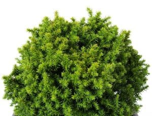 Cryptomeria japonica vilmoriniana sedir ağacı fidesi japon sugi