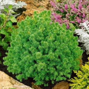Cryptomeria japonica vilmoriniana sedir ağacı fidesi japon sugi