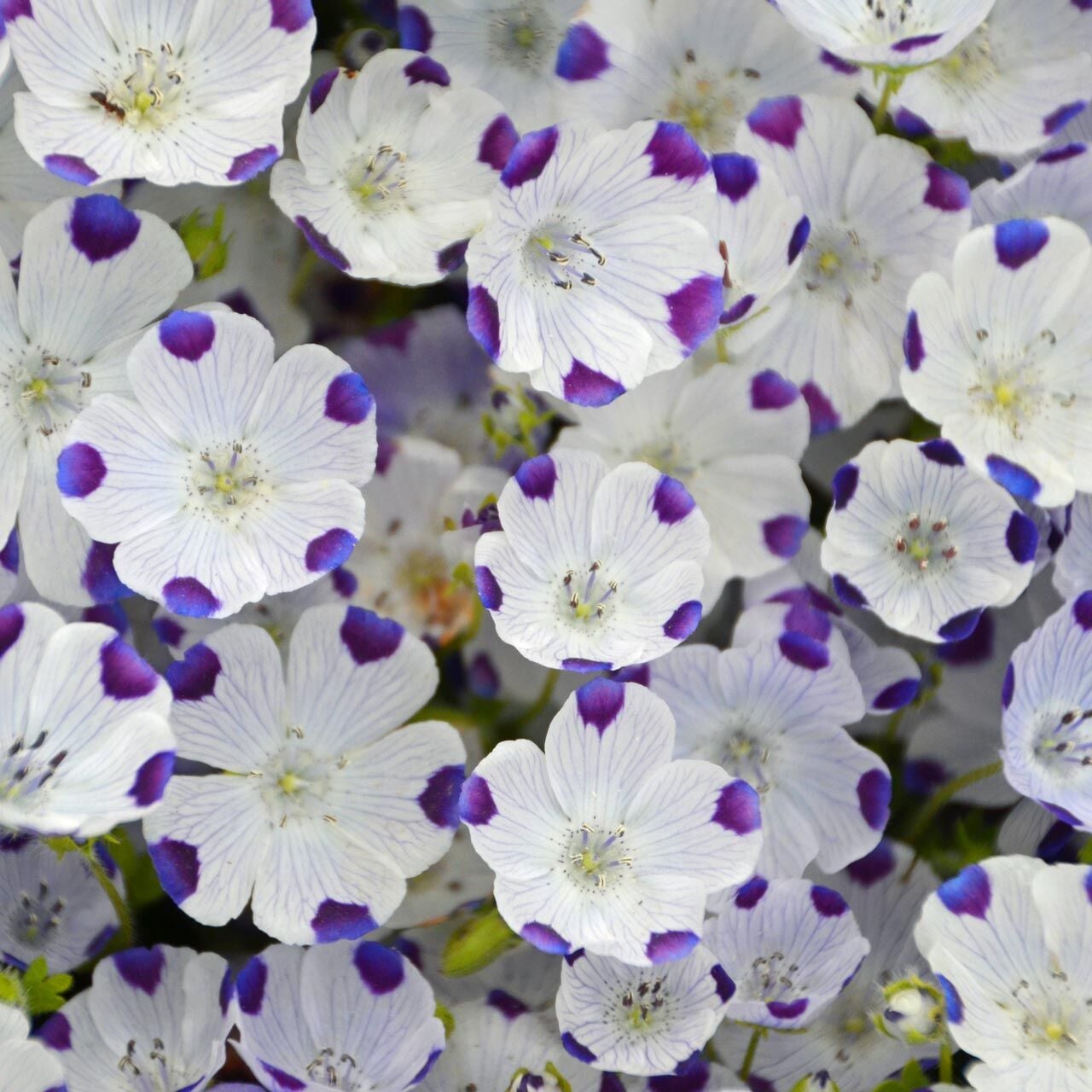Nemophila tohumu 5 spot maculata