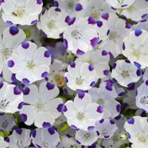 Nemophila tohumu 5 spot maculata