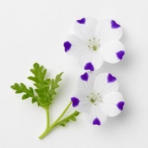 Nemophila tohumu 5 spot maculata
