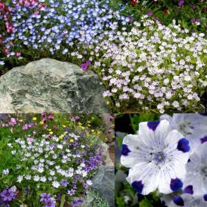 Nemophila tohumu 5 spot maculata