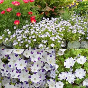 Nemophila tohumu 5 spot maculata
