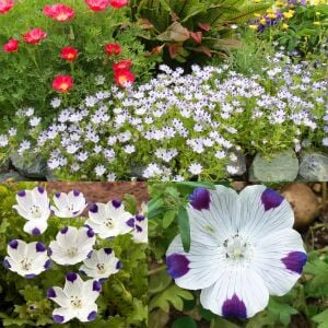 Nemophila tohumu 5 spot maculata