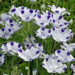 Nemophila tohumu 5 spot maculata