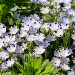 Nemophila tohumu 5 spot maculata