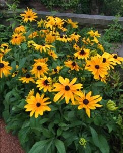 Güneş şapkası çiçeği saksıda rudbeckia indian summer