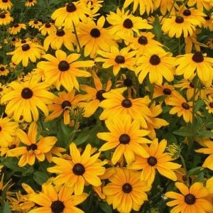 Güneş şapkası çiçeği saksıda rudbeckia indian summer