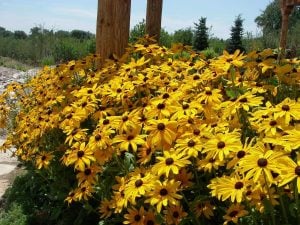 Güneş şapkası çiçeği saksıda rudbeckia indian summer