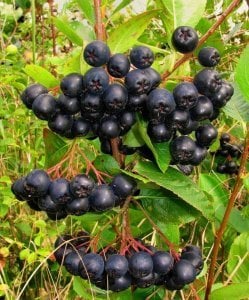 Aronia nero meyve fidanı