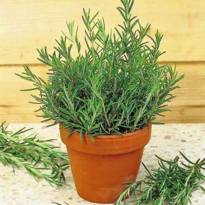 Abraxas biberiye fidesi rosemary officinalis