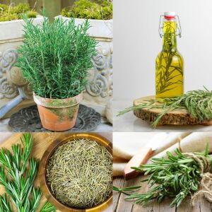 Abraxas biberiye fidesi rosemary officinalis