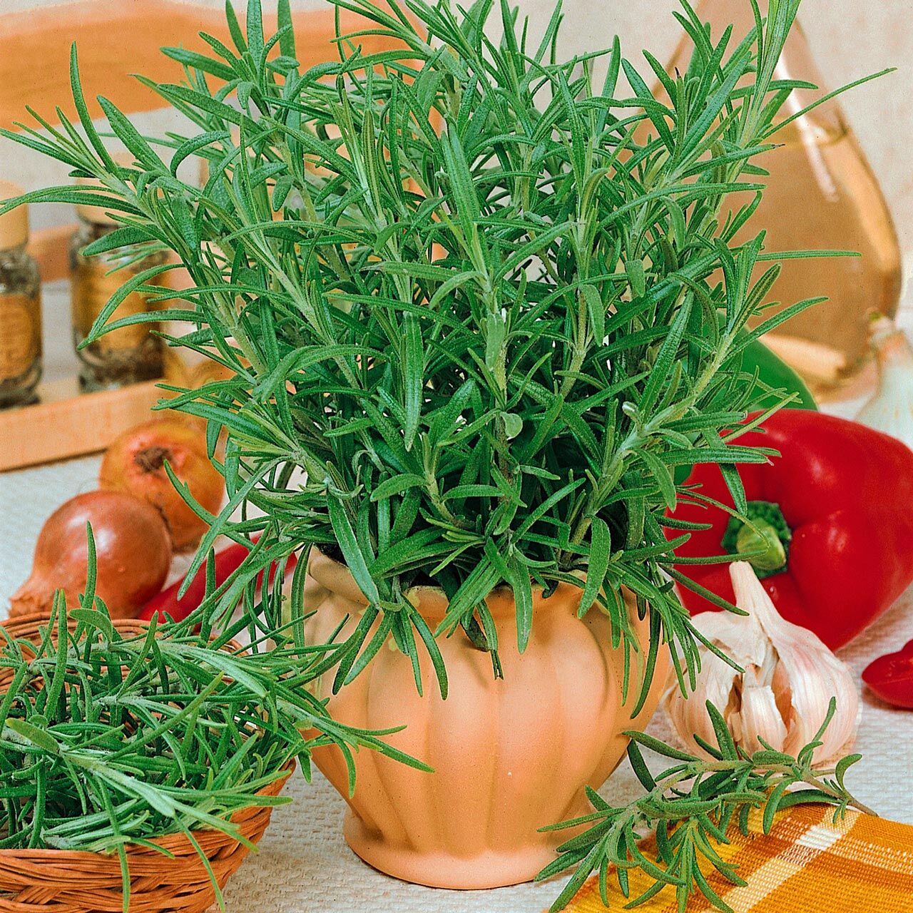 Abraxas biberiye fidesi rosemary officinalis