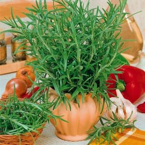 Abraxas biberiye fidesi rosemary officinalis
