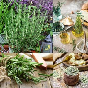 Abraxas biberiye fidesi rosemary officinalis