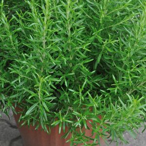 Abraxas biberiye fidesi rosemary officinalis