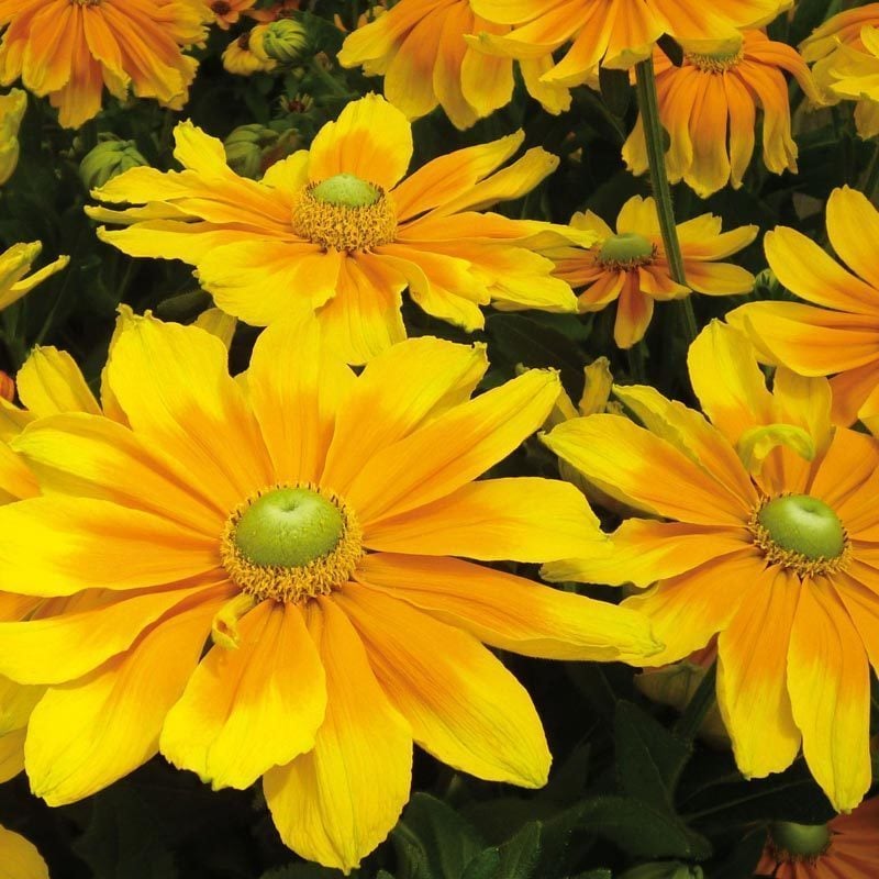 Güneş şapkası çiçeği saksıda rudbeckia indian summer 3 adet 7 cm saksıda