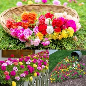 İpek çiçeği tohumu katmerli hibrit portulaca grandiflora