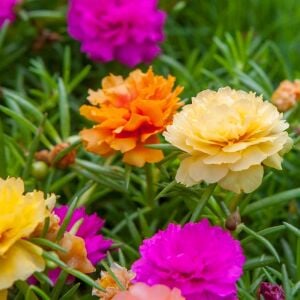 İpek çiçeği tohumu katmerli hibrit portulaca grandiflora