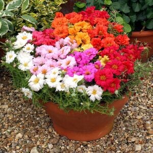 İpek çiçeği tohumu katmerli hibrit portulaca grandiflora