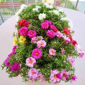İpek çiçeği tohumu katmerli hibrit portulaca grandiflora