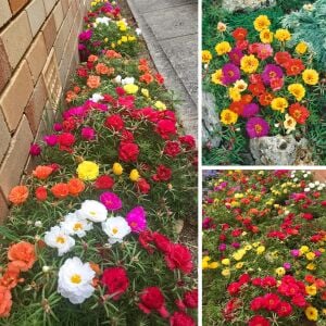 İpek çiçeği tohumu katmerli hibrit portulaca grandiflora