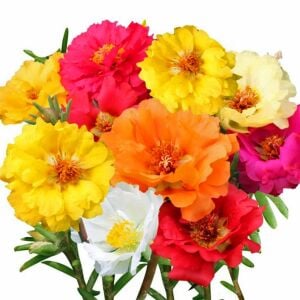 İpek çiçeği tohumu katmerli hibrit portulaca grandiflora