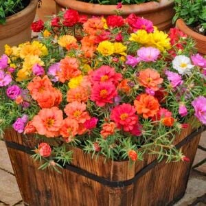 İpek çiçeği tohumu katmerli hibrit portulaca grandiflora