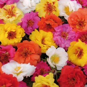 İpek çiçeği tohumu katmerli hibrit portulaca grandiflora