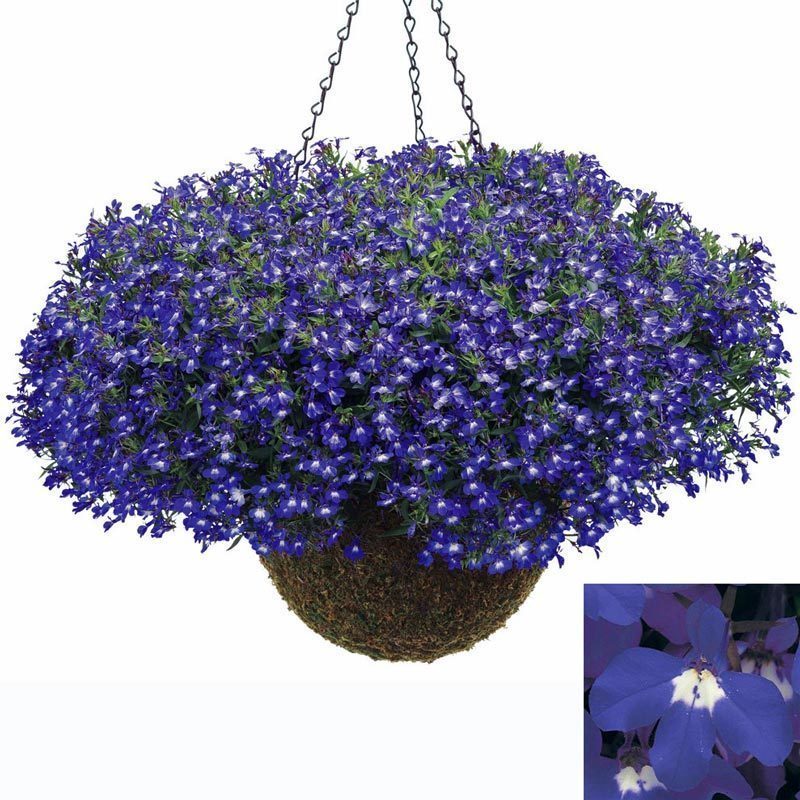 3 adet mavi gözlü lobelya fidesi lobelia riviera blue eyes