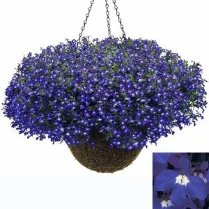 3 adet mavi gözlü lobelya fidesi lobelia riviera blue eyes