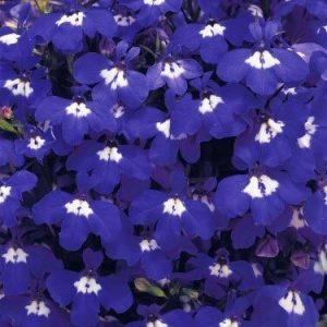 3 adet mavi gözlü lobelya fidesi lobelia riviera blue eyes