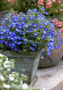 3 adet mavi gözlü lobelya fidesi lobelia riviera blue eyes