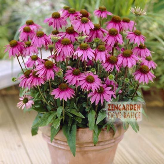 Bodur pembe ekinezya soğanı magnus superior echinacea
