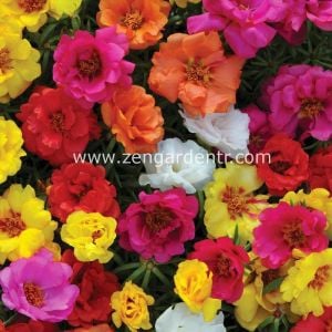 İpek çiçeği tohumu katmerli hibrit portulaca grandiflora
