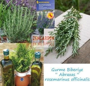 Abraxas biberiye fidesi rosemary officinalis
