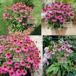 Bodur pembe ekinezya soğanı magnus superior echinacea