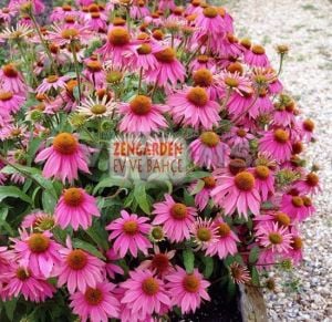 Bodur pembe ekinezya soğanı magnus superior echinacea