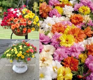 İpek çiçeği tohumu katmerli hibrit portulaca grandiflora